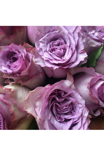 Dolcetto — троянда з густомахровими рожевими квітами